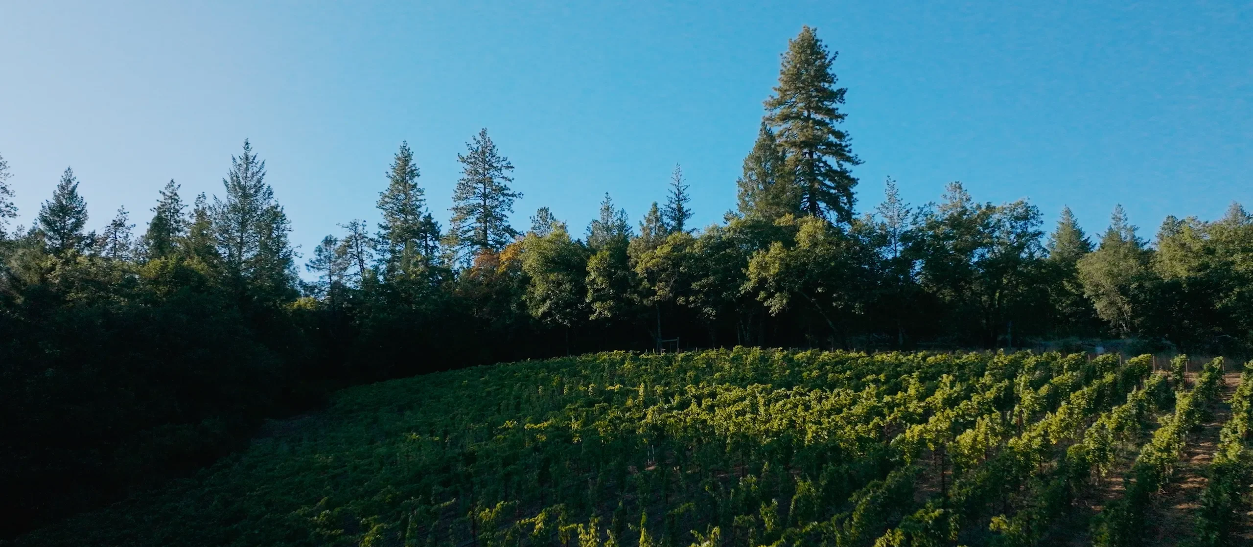 Rows of grapevines on a hillside backed by a dense forest under a clear blue sky.