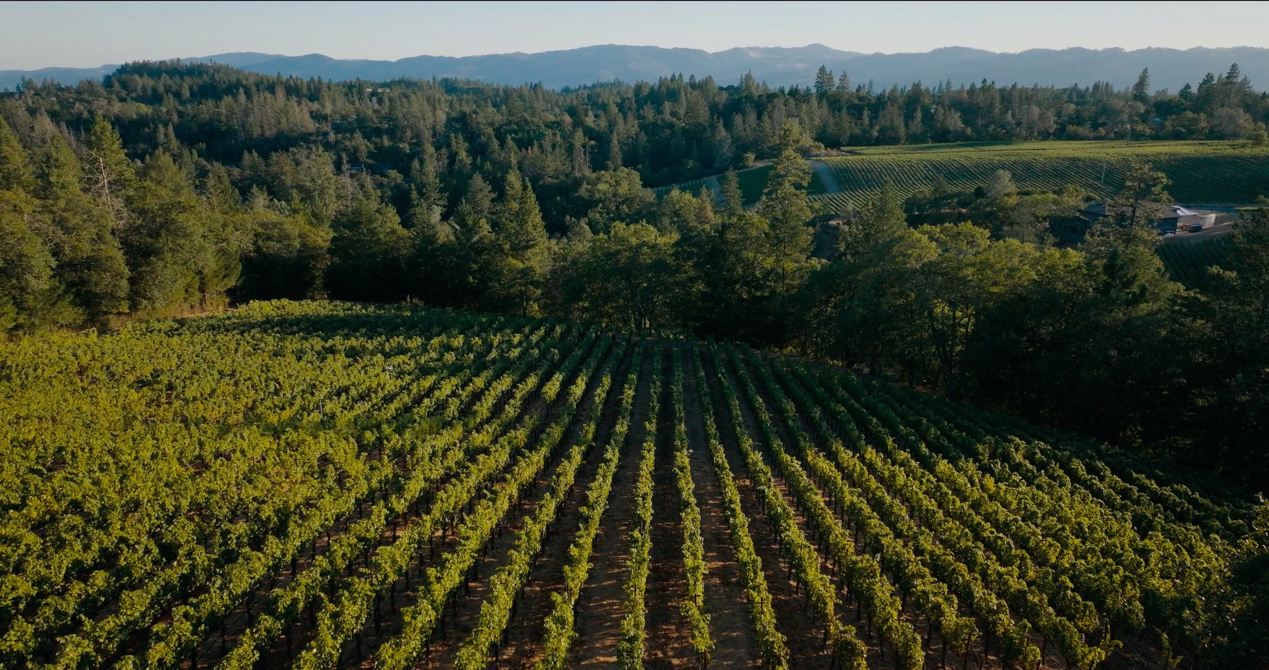 Aerial view of rows of grapevines in a vineyard, surrounded by forests and mountains.