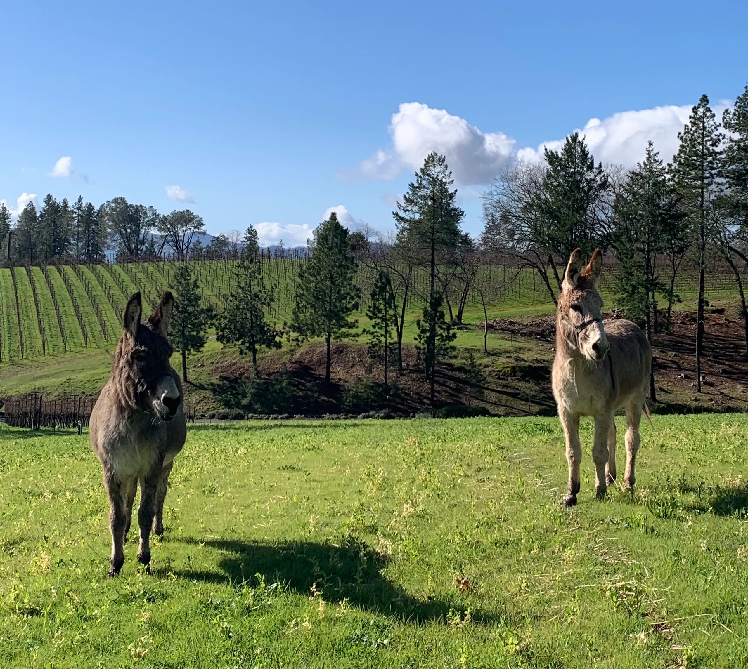 Two donkeys stand in a grassy field in front of a hillside vineyard.
