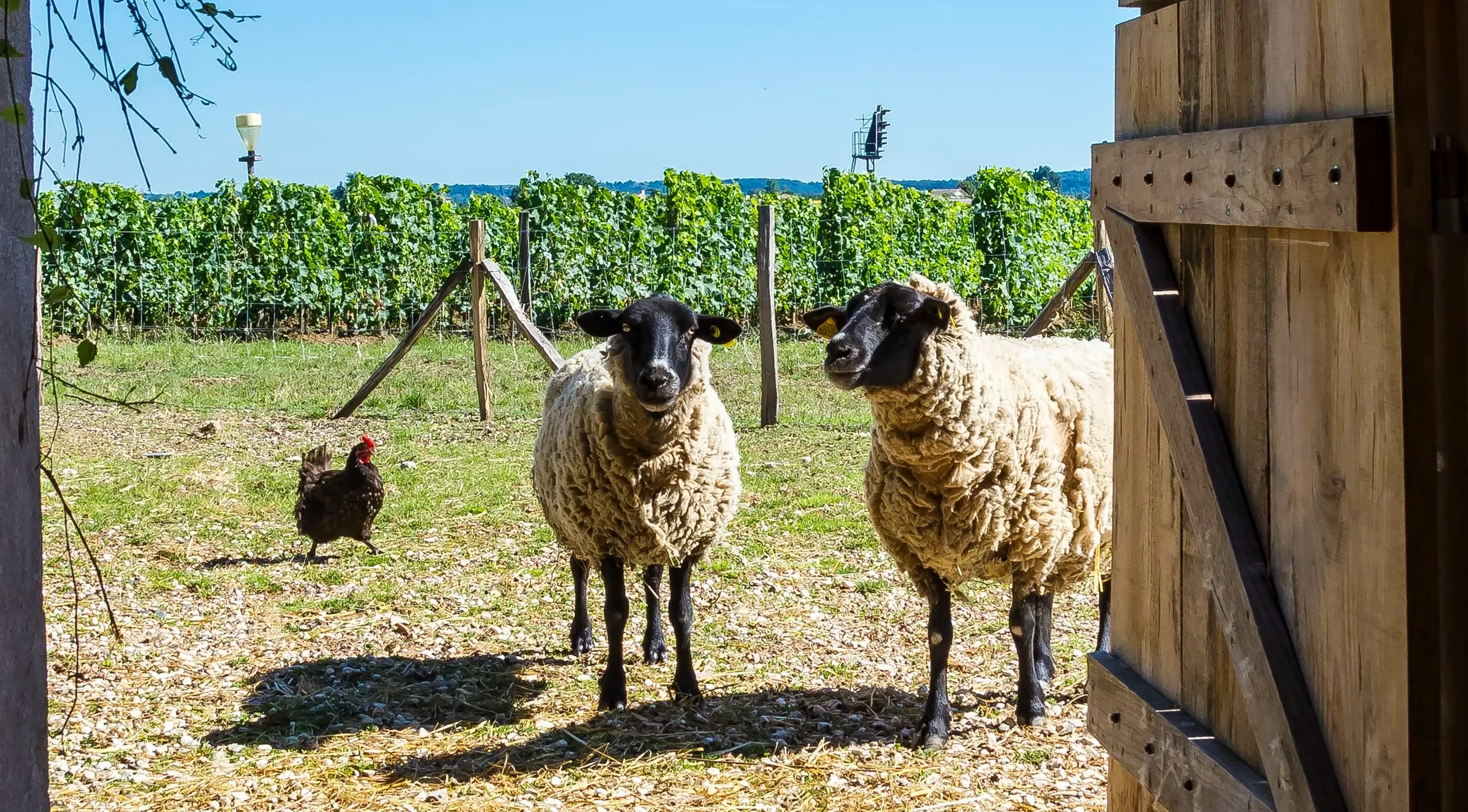 Two sheep and a chicken standing in a vineyard seen from a barn doorway.