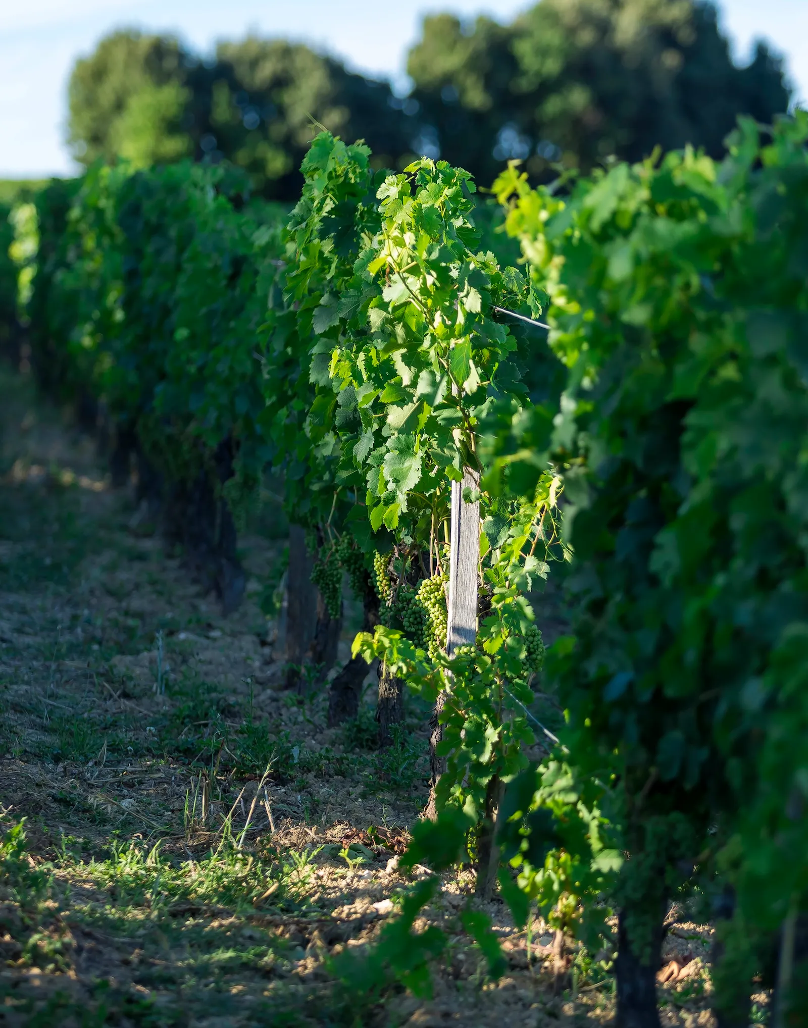 Rows of green grapevines in a vineyard.