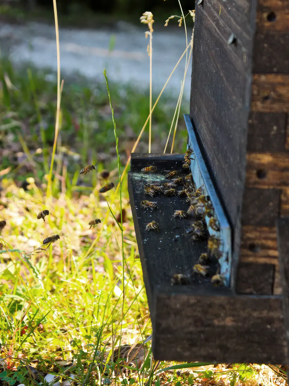 Bees entering and exiting a wooden beehive placed outdoors among grass and wild plants on a sunny day.