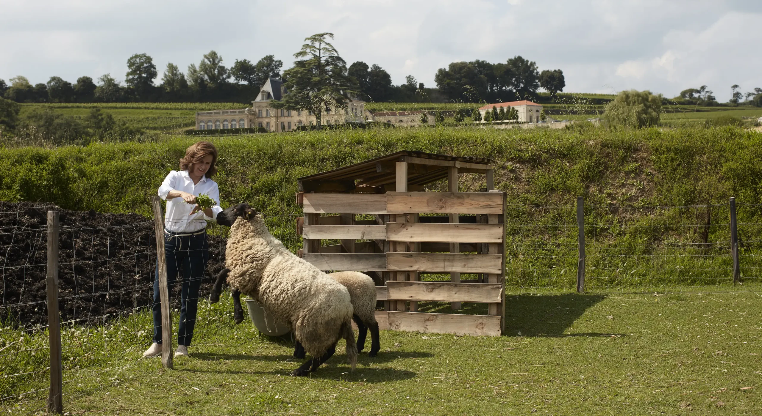 A person feeds two sheep beside a small wooden shelter in a grassy field, with a large building and trees visible in the background.