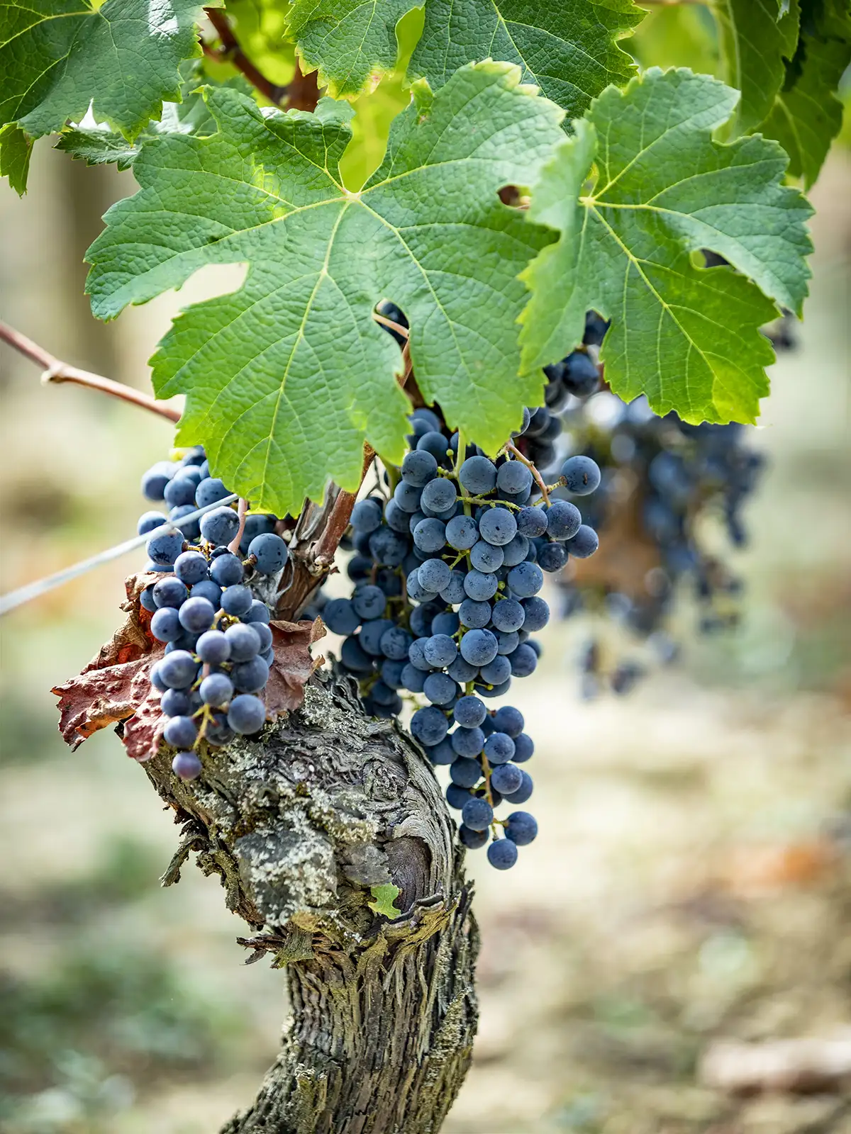 Clusters of dark purple grapes hanging from a gnarled grapevine.