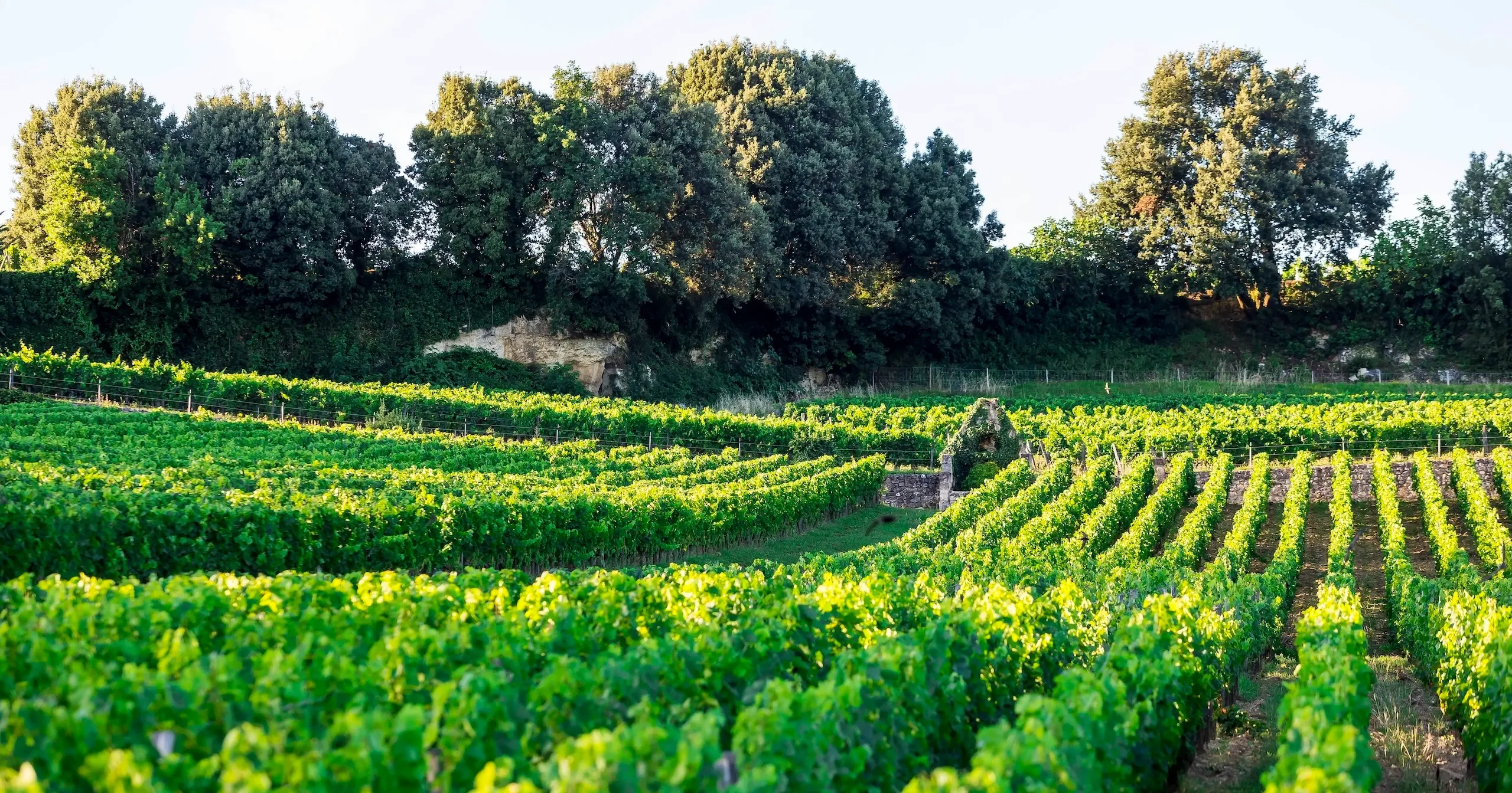 Rows of grapevines in a vineyard leading toward a stone wall and tree line.