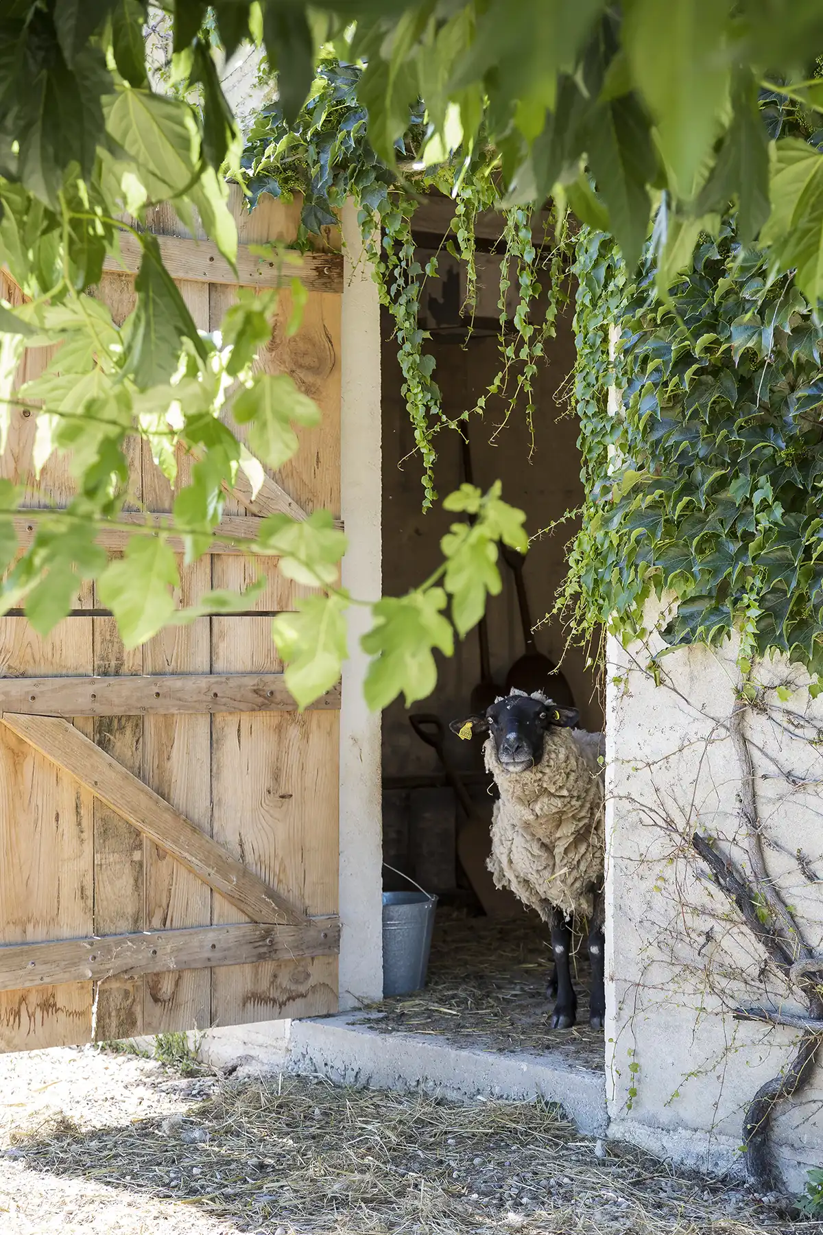 A sheep stands partially inside a small barn, looking out through an open wooden door framed by green leaves and ivy.