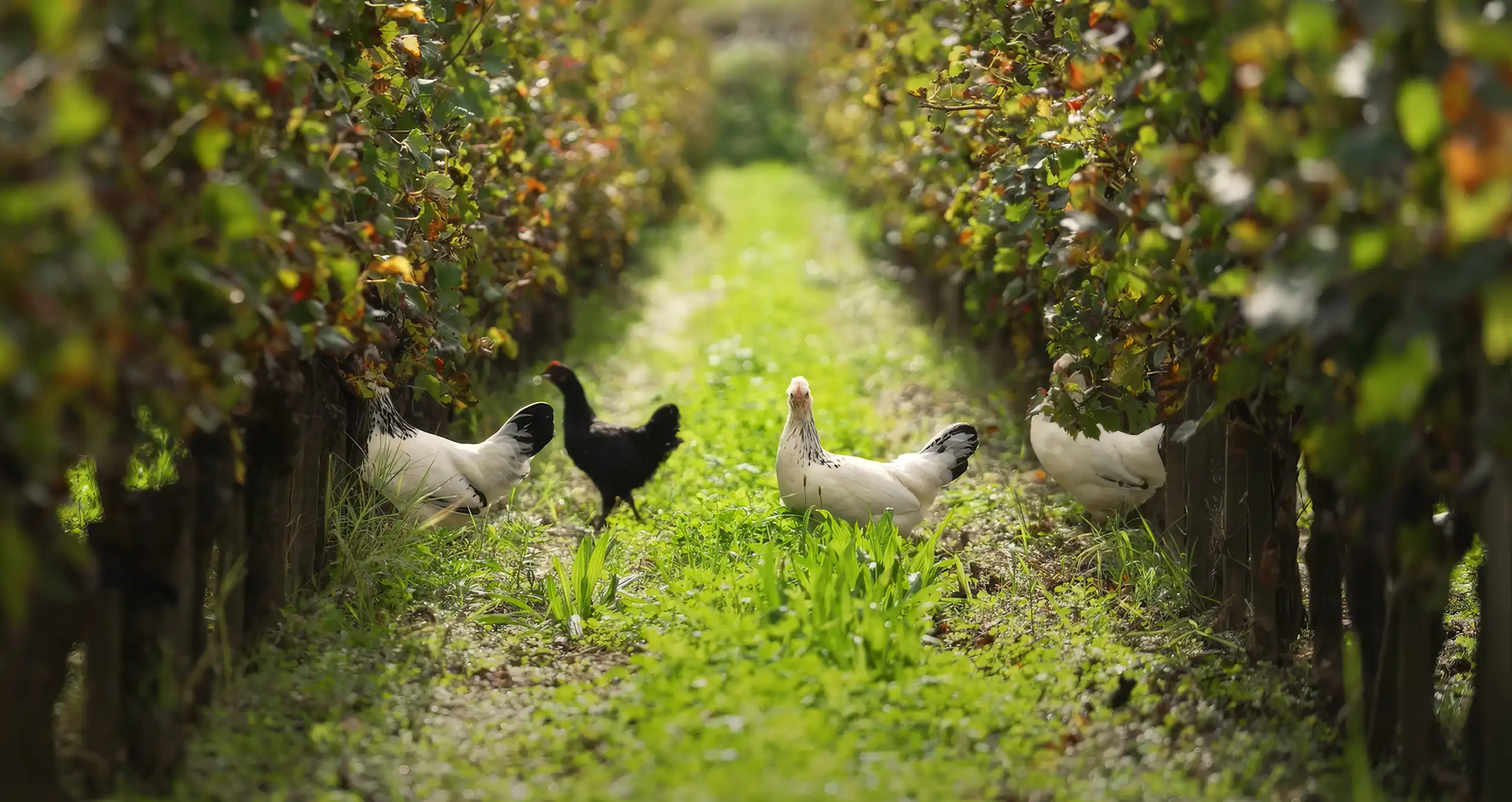 Four chickens, three white and one black, walk on a grassy path between two rows of green vines in a vineyard.