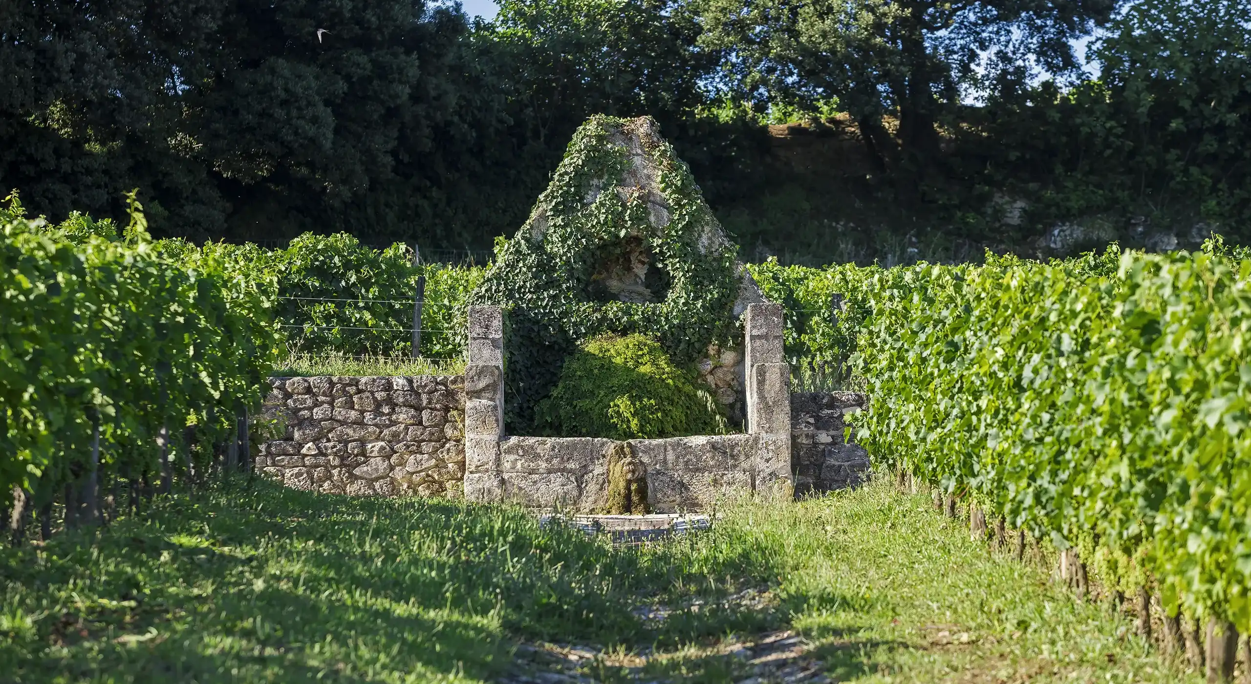 Old stone fountain covered in ivy, surrounded by green grapevines, with a stone wall and trees in the background on a sunny day.