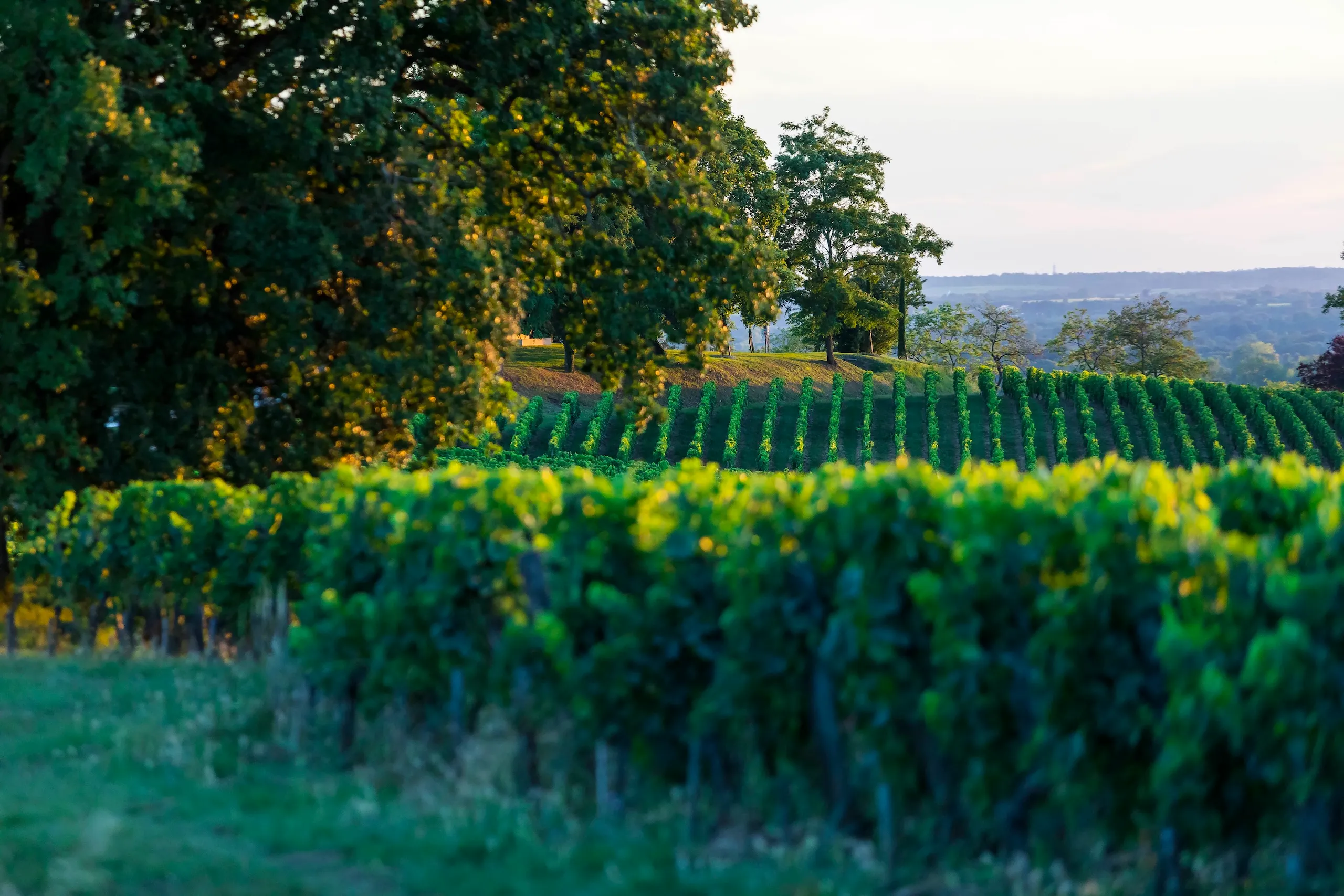 Rows of grapevines growing on a rolling hill at sunset.