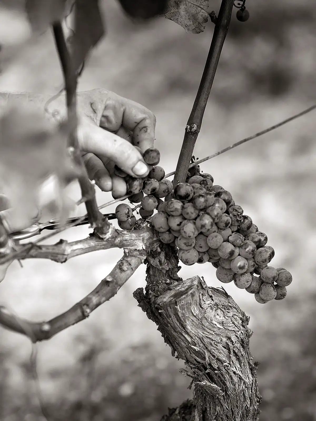 A hand gently holds a cluster of grapes on the vine, preparing to harvest them. The image is in black and white.