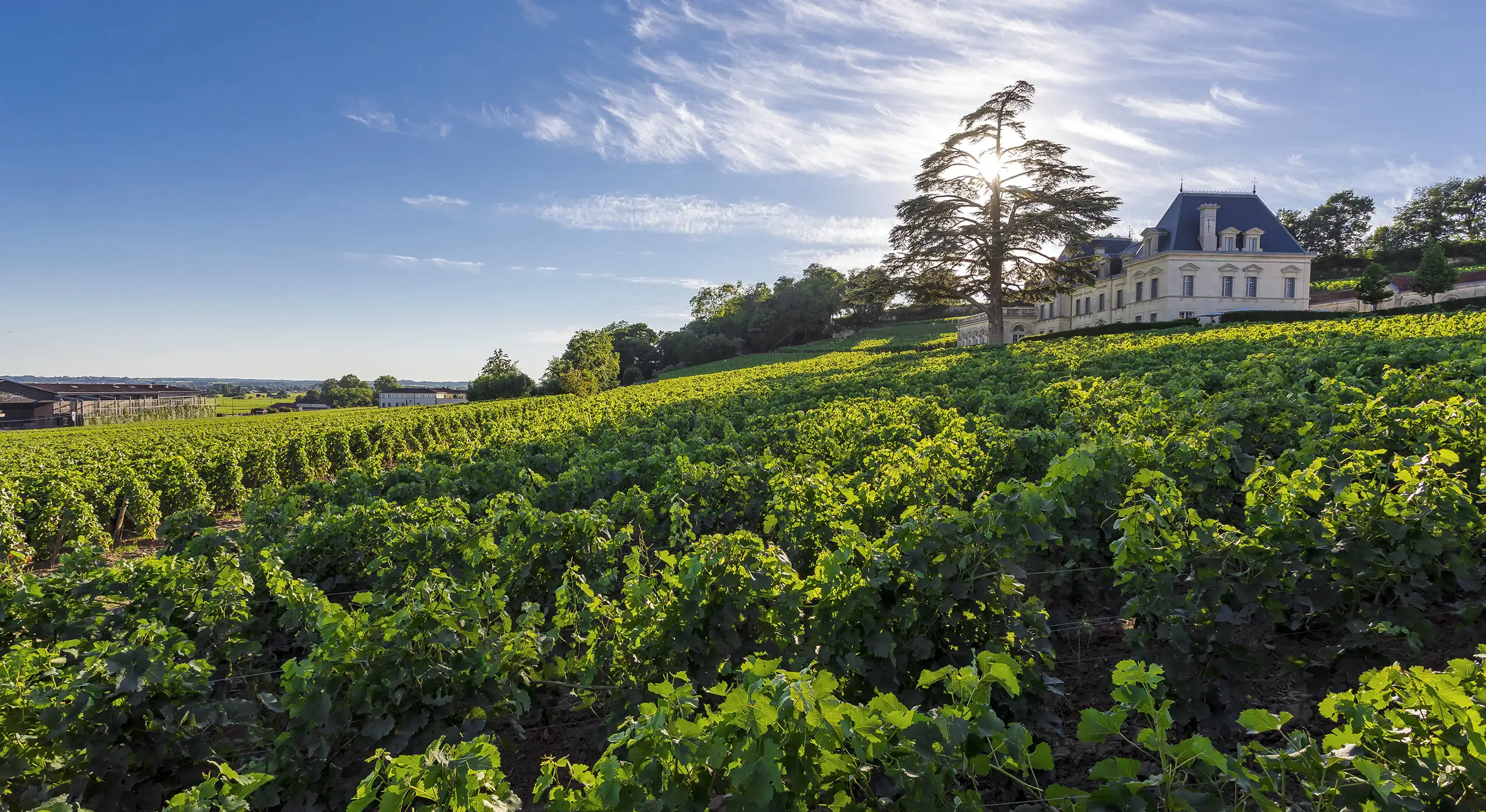 Vineyard with rows of green grapevines on a sunny day, a large house and tall tree in the background under a partly cloudy sky.