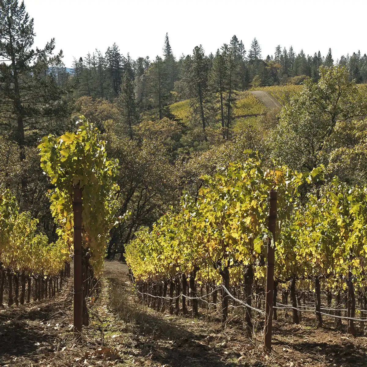 Rows of grapevines with yellowing leaves in a vineyard, bordered by tall trees and rolling hills under a clear sky.