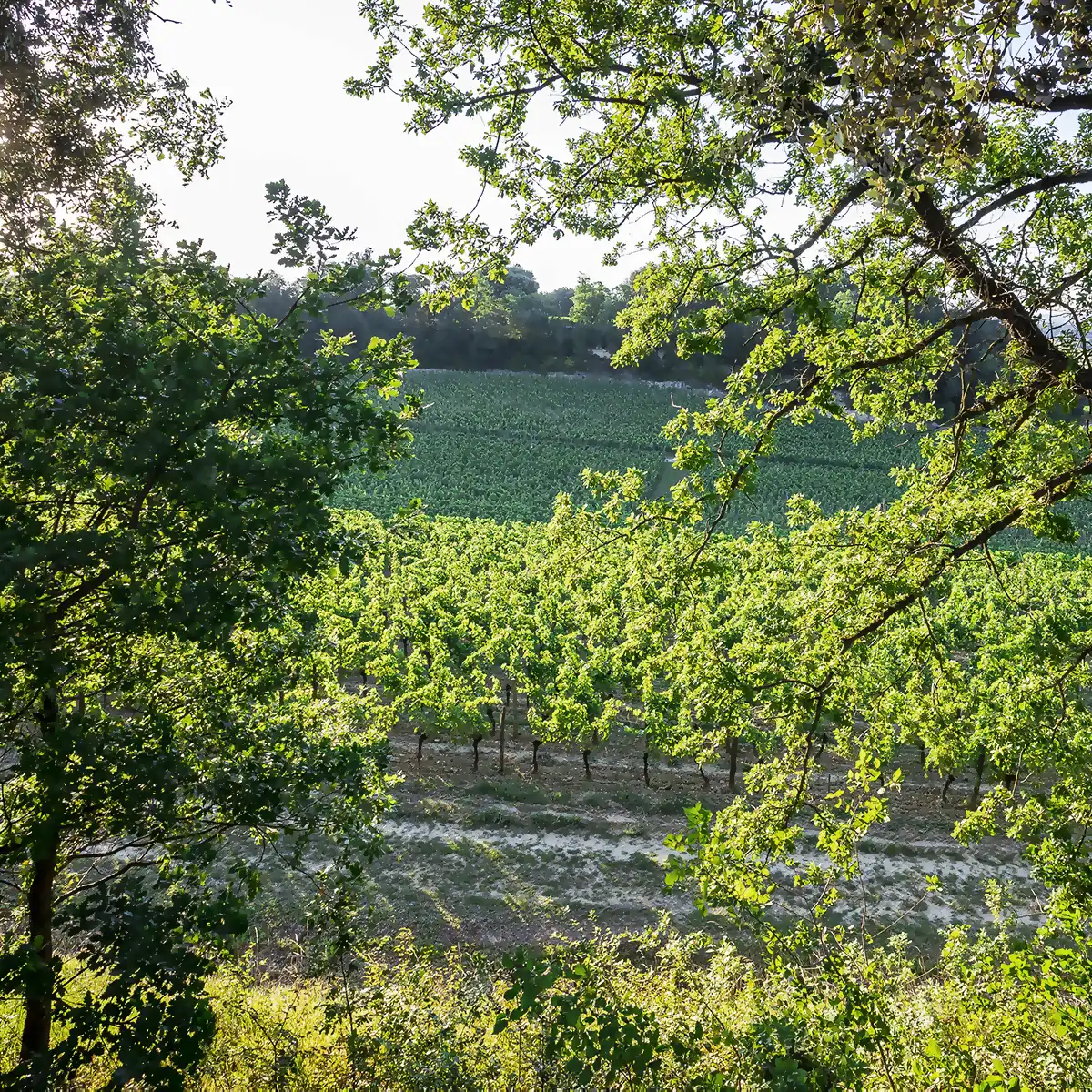 Rows of grapevines in a vineyard are seen through trees, with sunlight illuminating the green foliage and fields in the background.