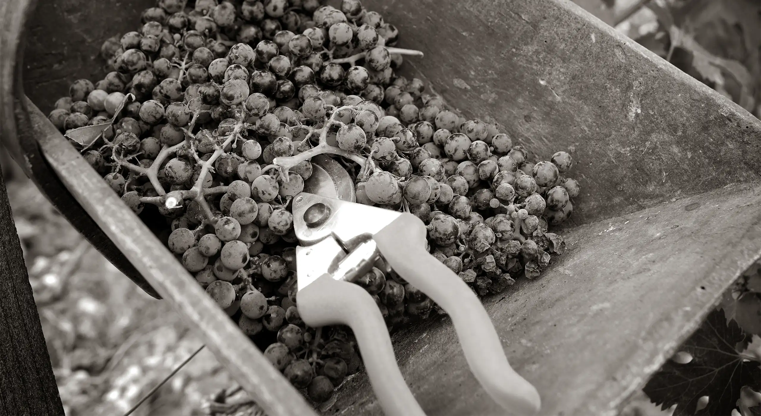 A pair of pruning shears rests on a pile of harvested grapes in a container.