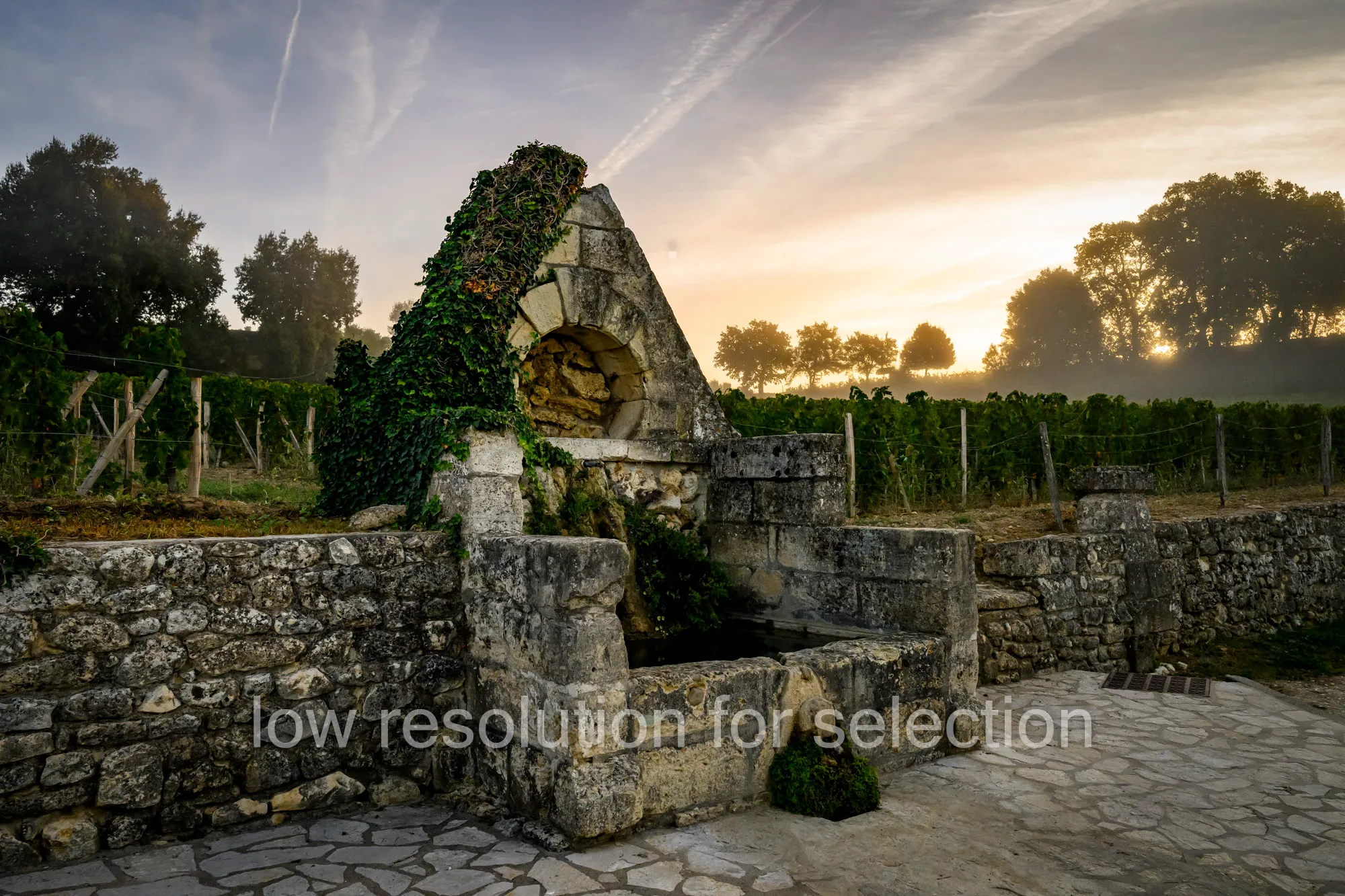 An ivy-covered stone fountain structure at the edge of a vineyard at sunrise.