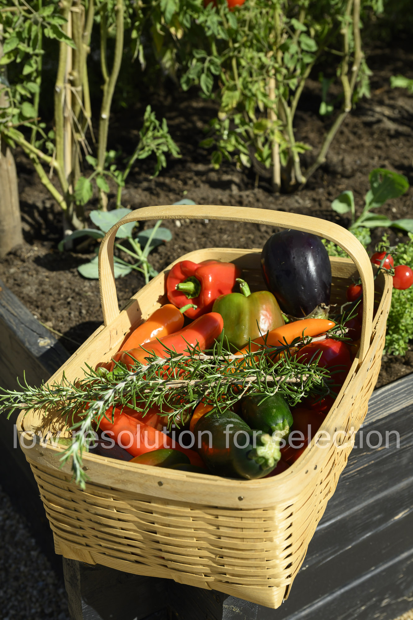 A wooden harvest basket filled with various colorful peppers, an eggplant, and a sprig of rosemary, resting in a garden.