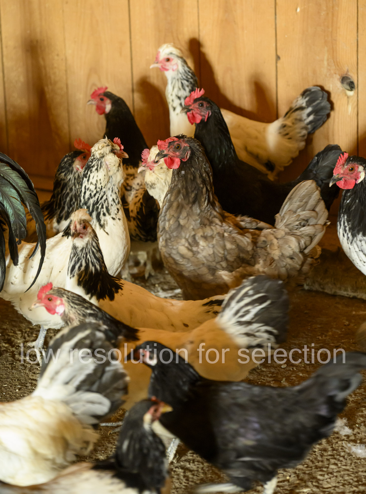 A diverse group of chickens standing inside a wooden coop.