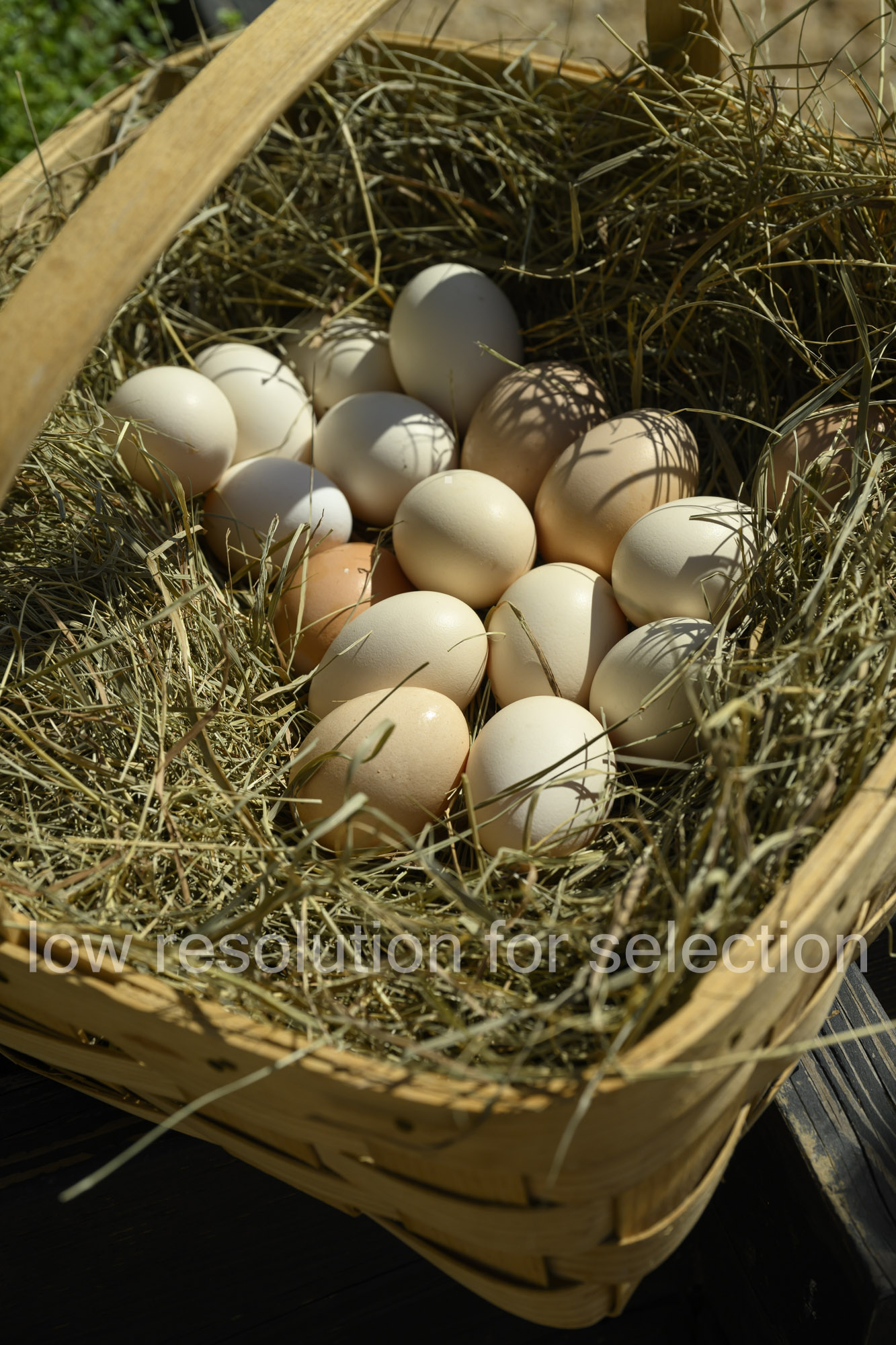A wicker basket filled with straw and various shades of chicken eggs.