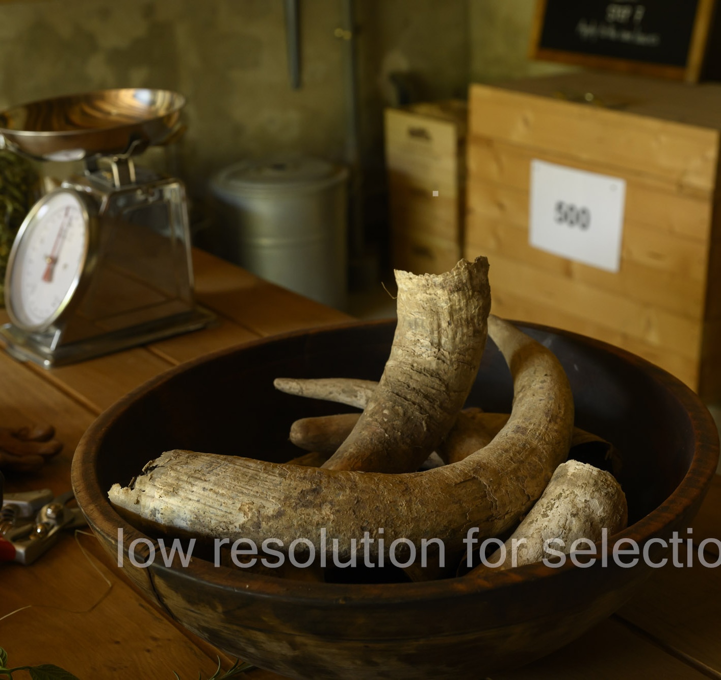 Large animal horns in a wooden bowl on a table next to a weighing scale.