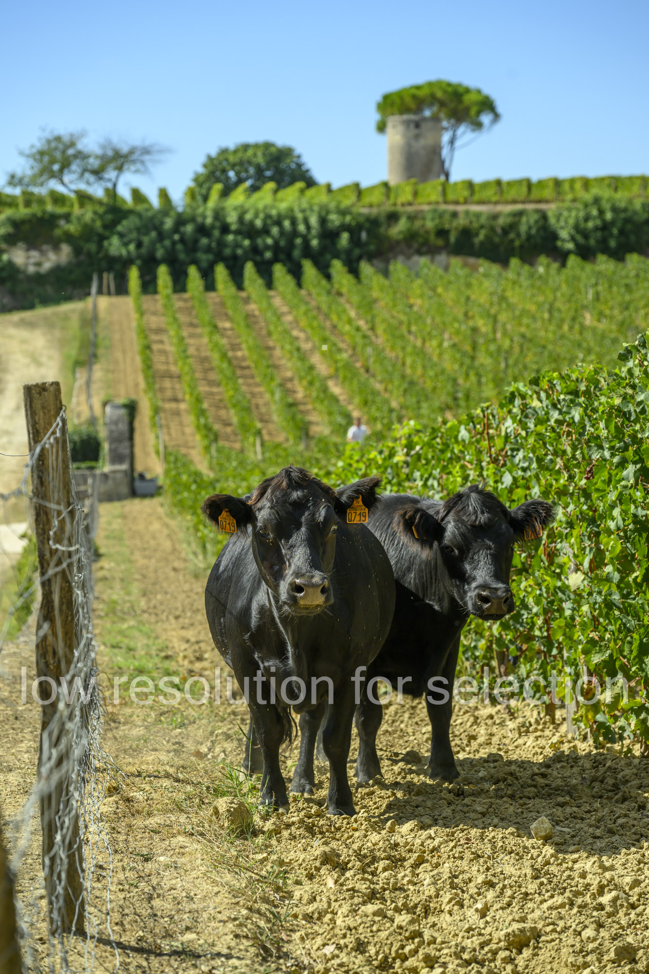 Two black cows stand in a dirt path next to a vineyard.