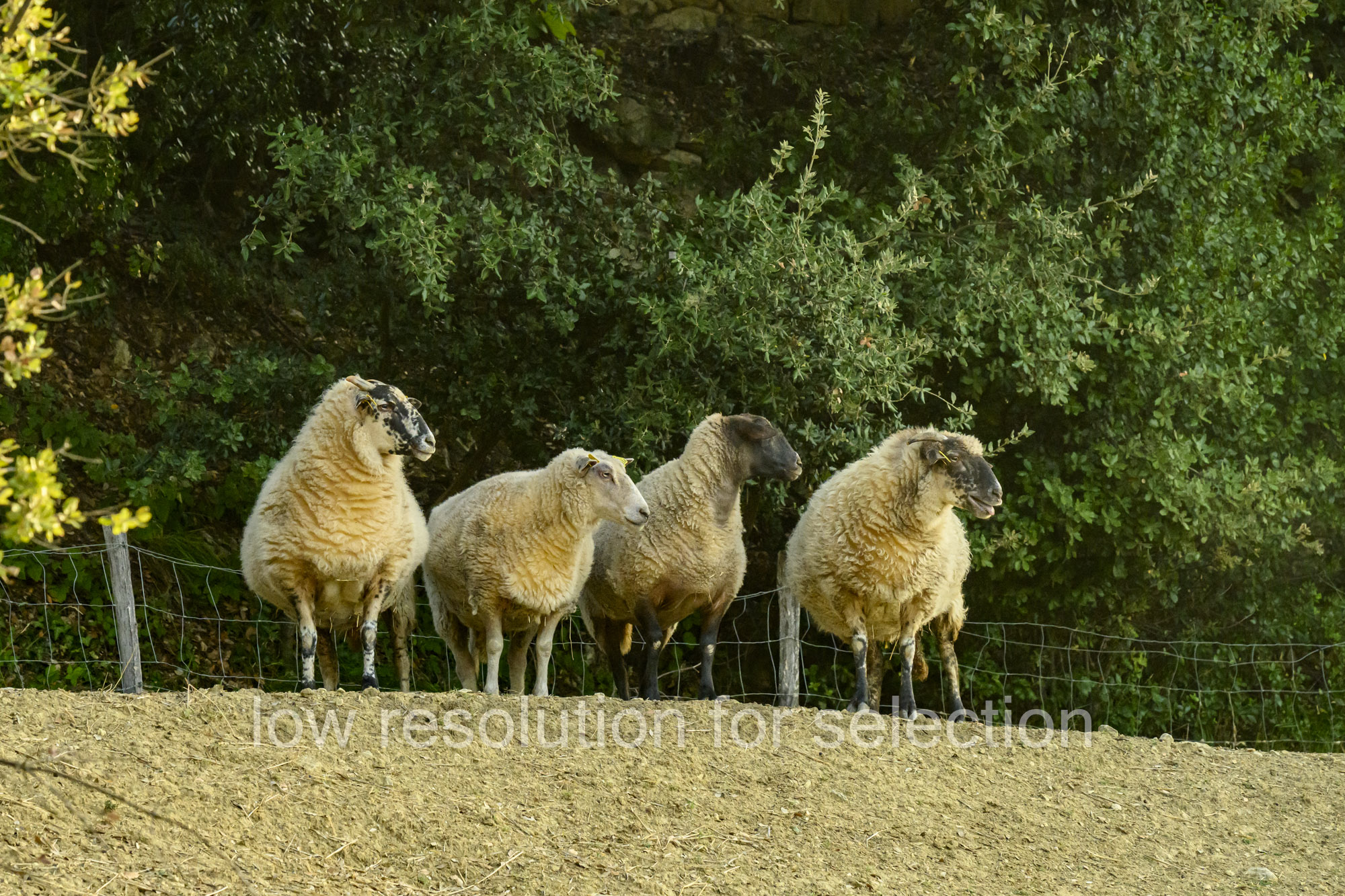 Four sheep standing in a line in front of a hedge.