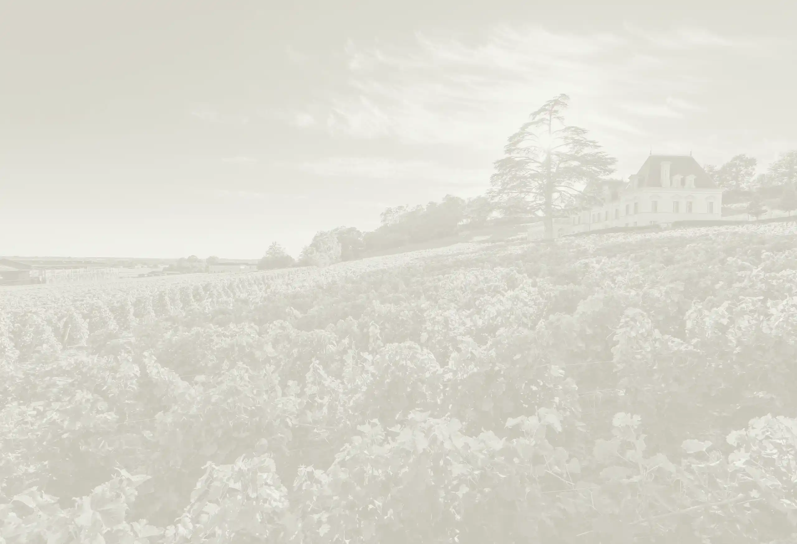A vineyard stretching toward a large estate house and a tree on a hillside.