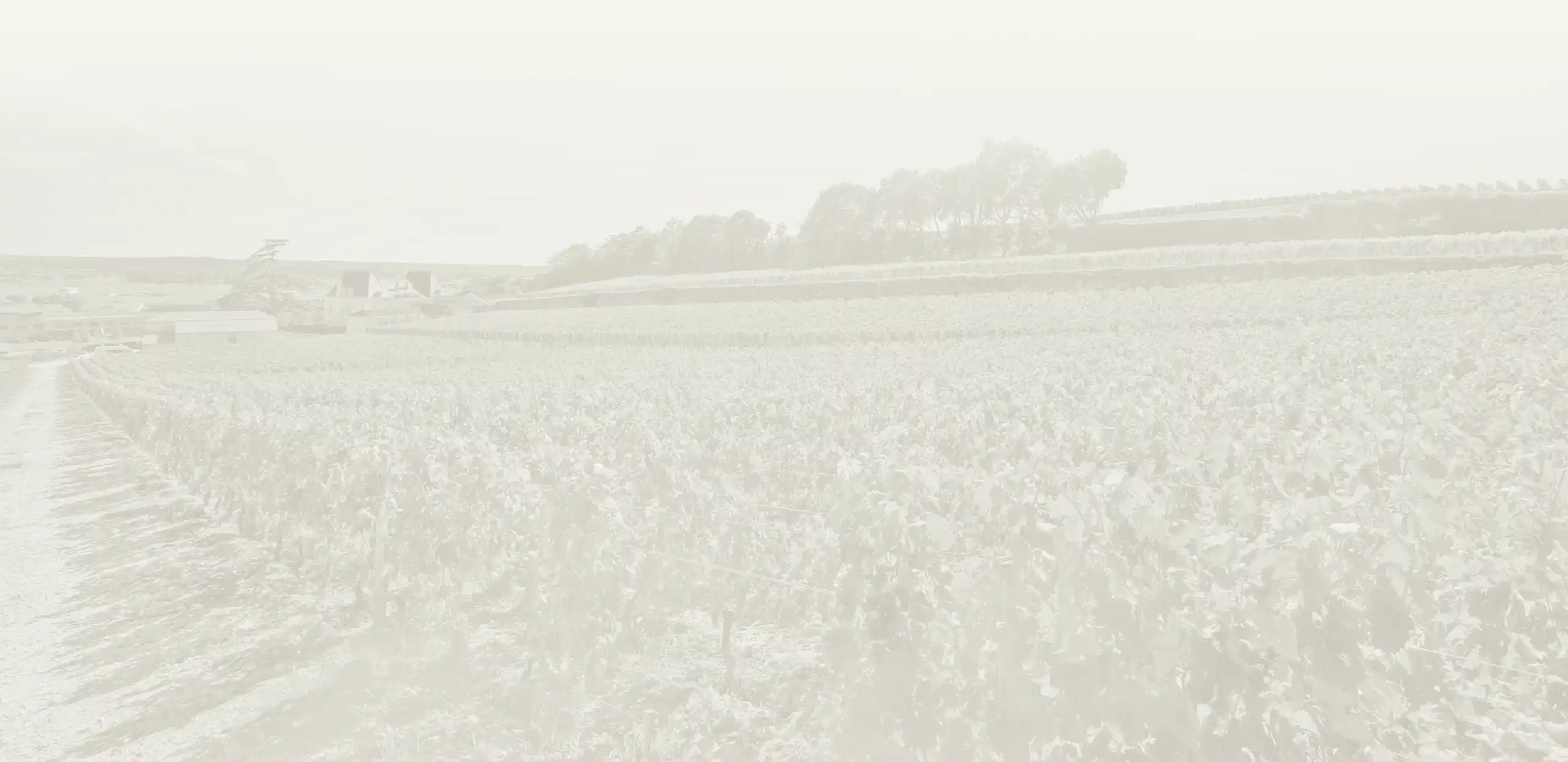 A vast vineyard landscape with rows of grapevines leading toward a distant farmhouse and trees.