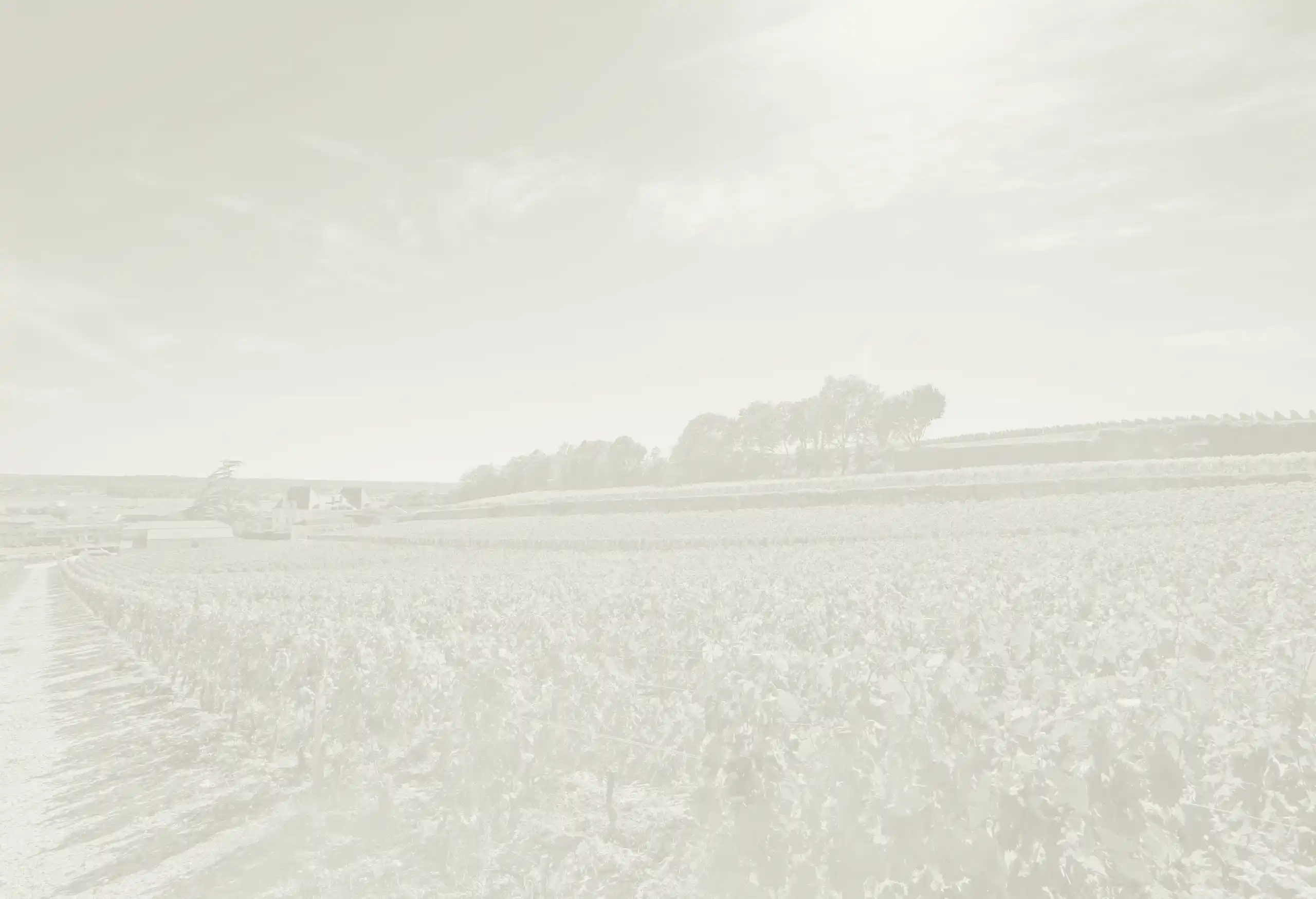A low-angle, desaturated view of rows of grapevines in a vineyard.