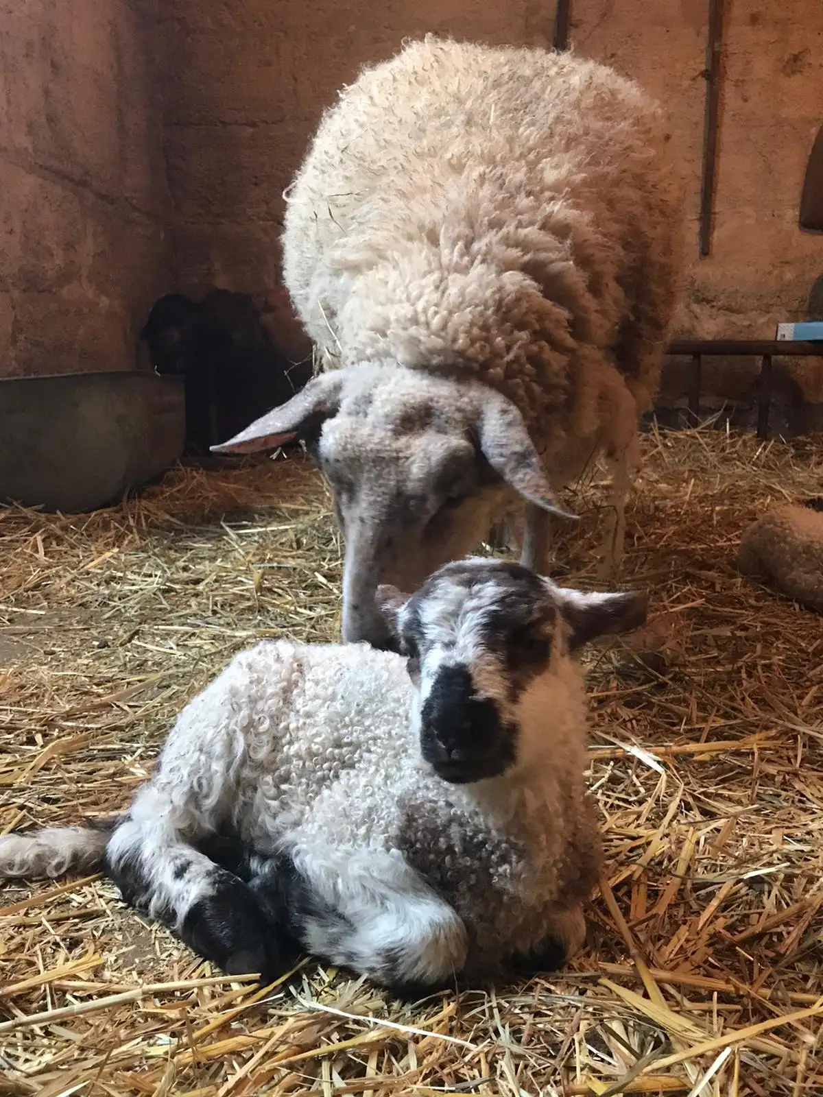 A ewe standing over a resting lamb in a straw-filled barn.