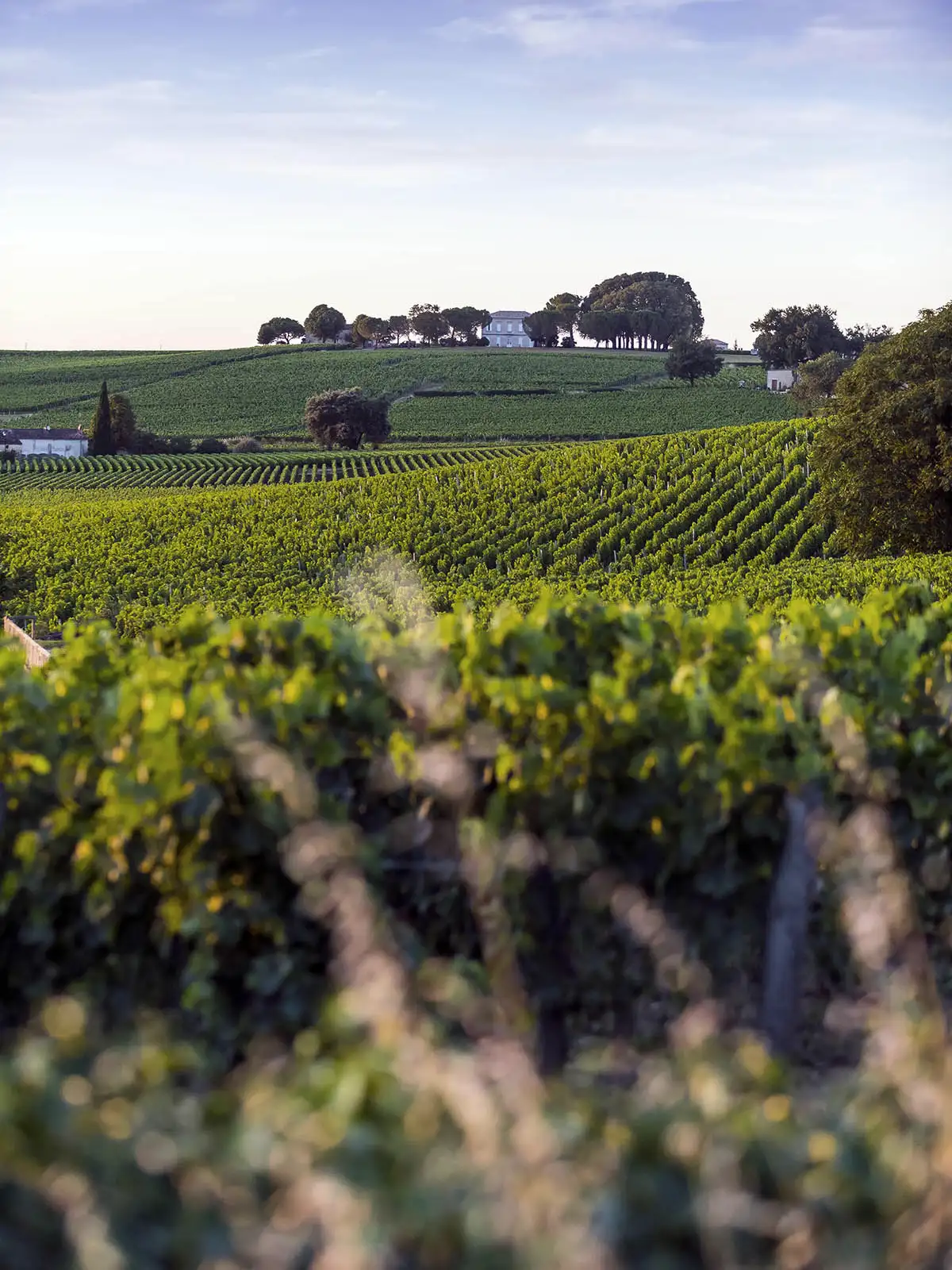 Vineyards extending across rolling hills toward a chateau on the horizon.