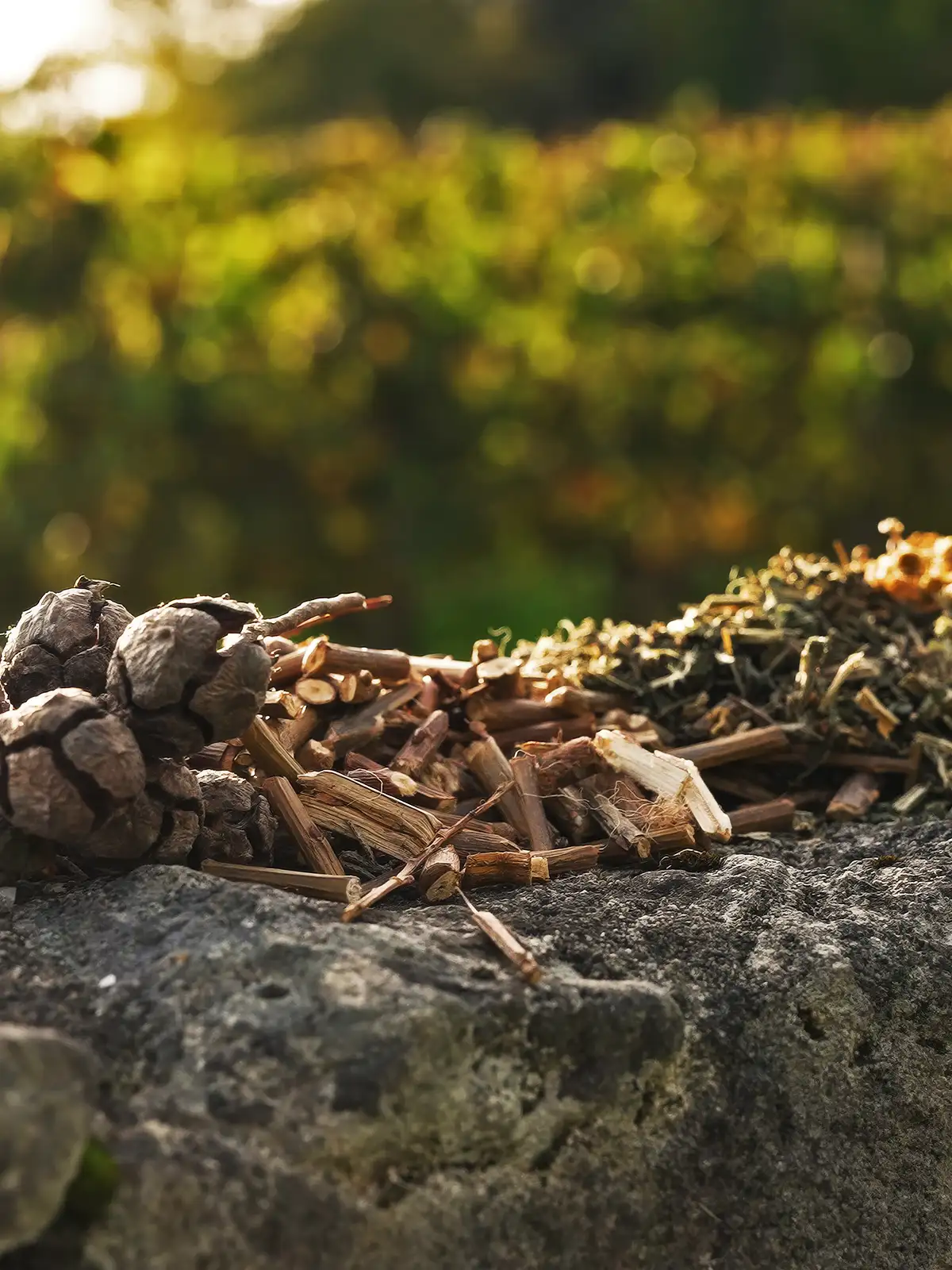 Small pine cones and piles of woody herbs and twigs resting on a rough stone surface.