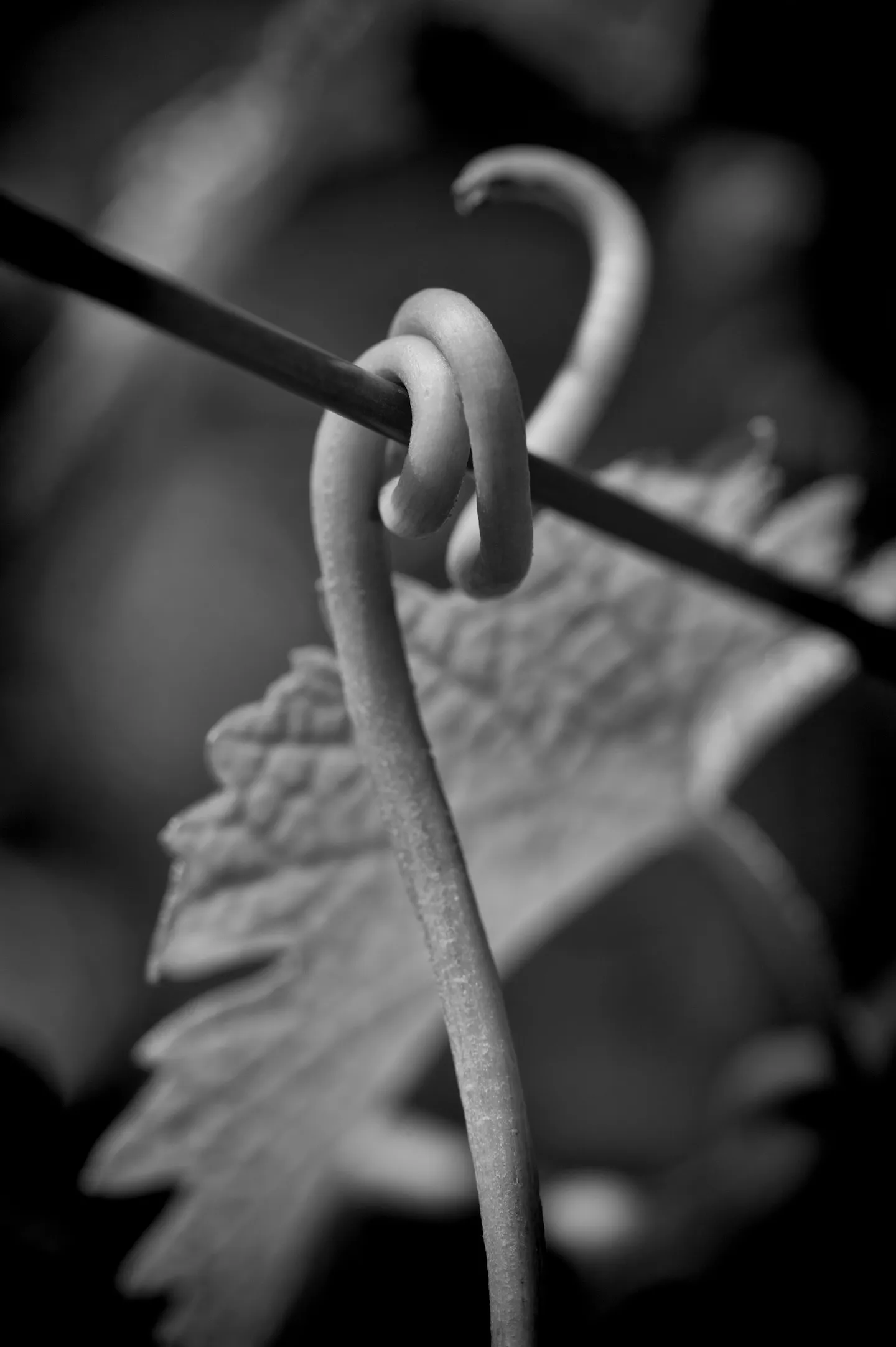 A grape vine tendril coiled around a wire.