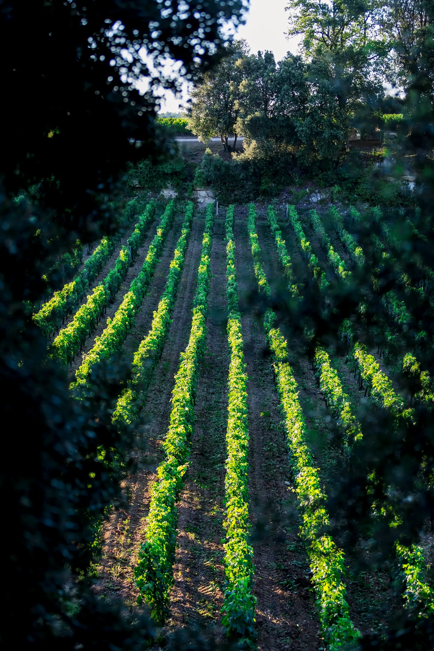 Rows of grapevines growing in a vineyard, framed by dark foliage.