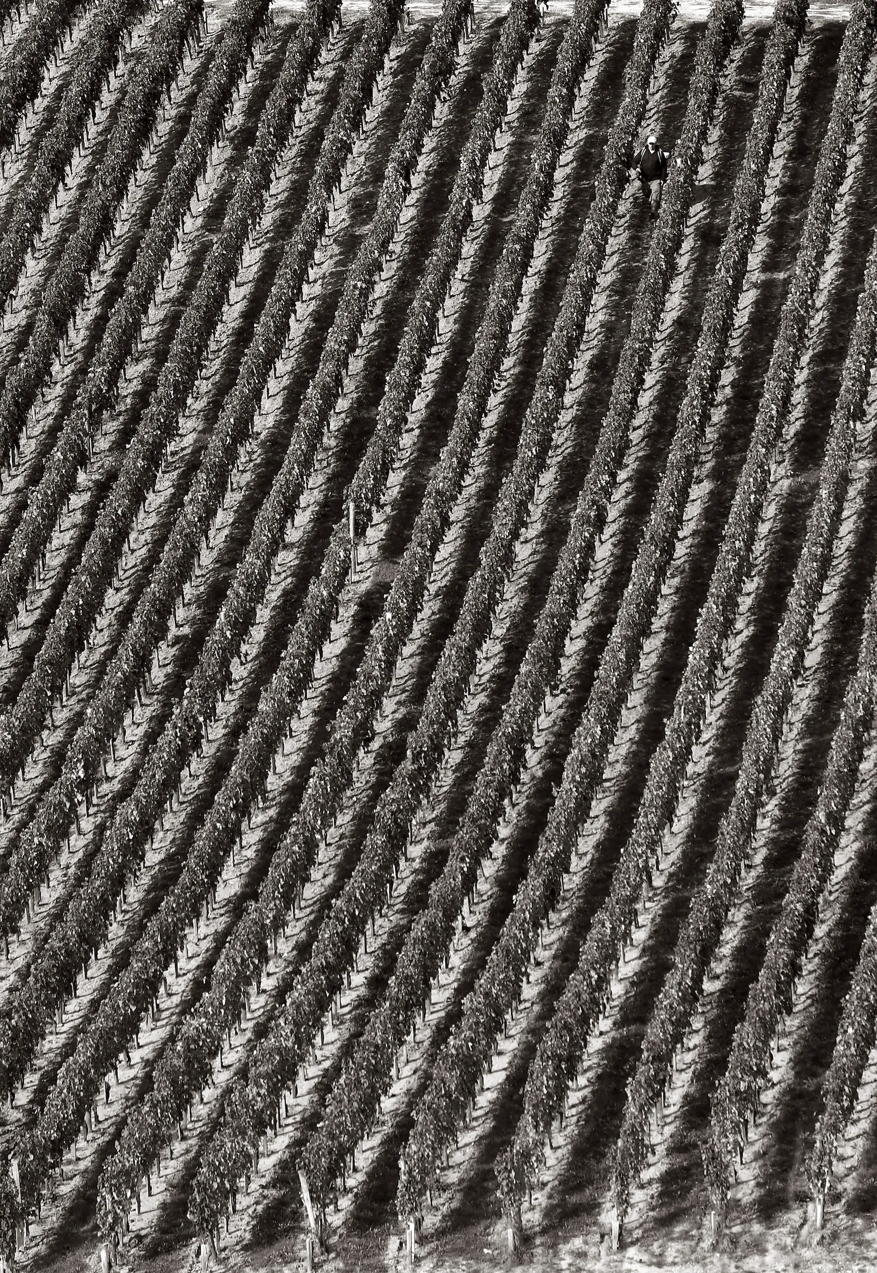 Aerial view of a person walking through the long, uniform rows of a vineyard.